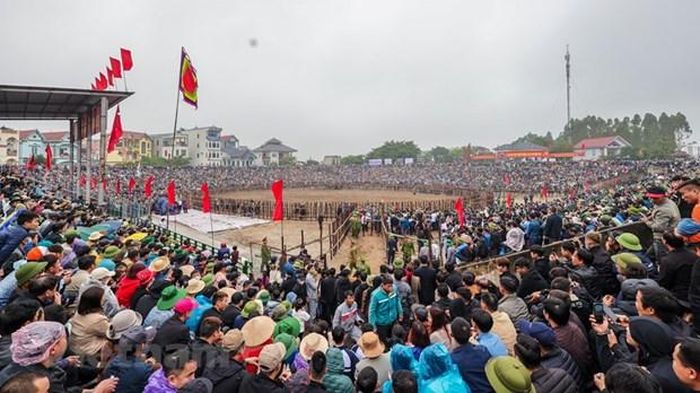 Vĩnh Phúc: FV88 Nhà Cái Thể Thao Nhiều Ưu Đãi chọi trâu Hải Lựu thu hút đông đảo người dân