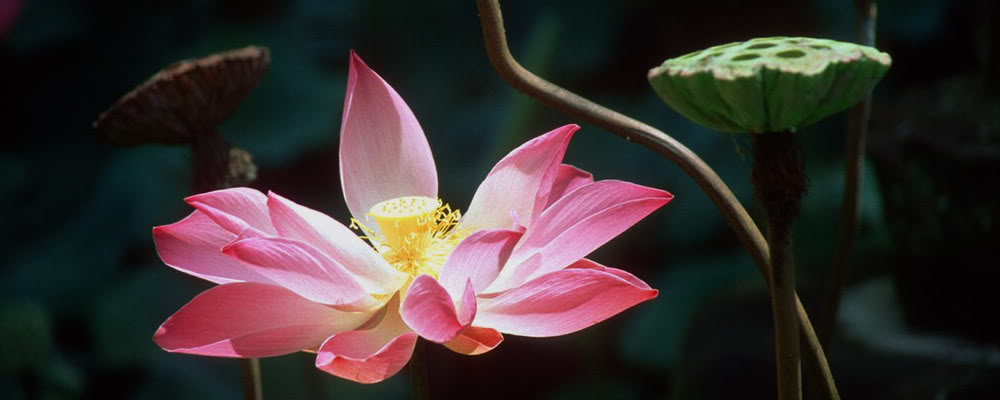 hinh-tuong-hoa-sen-trong-nghe-thuat-kien-truc-phat-giao