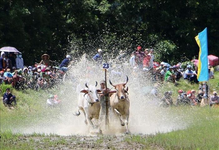 tung-bung-le-hoi-dua-bo-truyen-thong-cua-dong-bao-khmer