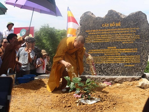 Ruoc_cay_bo_de_thieng_ve_trong_tai_chua_Tam_Chuc_o_Ha_Nam
