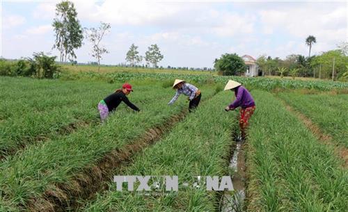 Doi_thay_o_cac_phum__soc_vung_dong_bao_dan_toc_Khmer_o_Soc_Trang